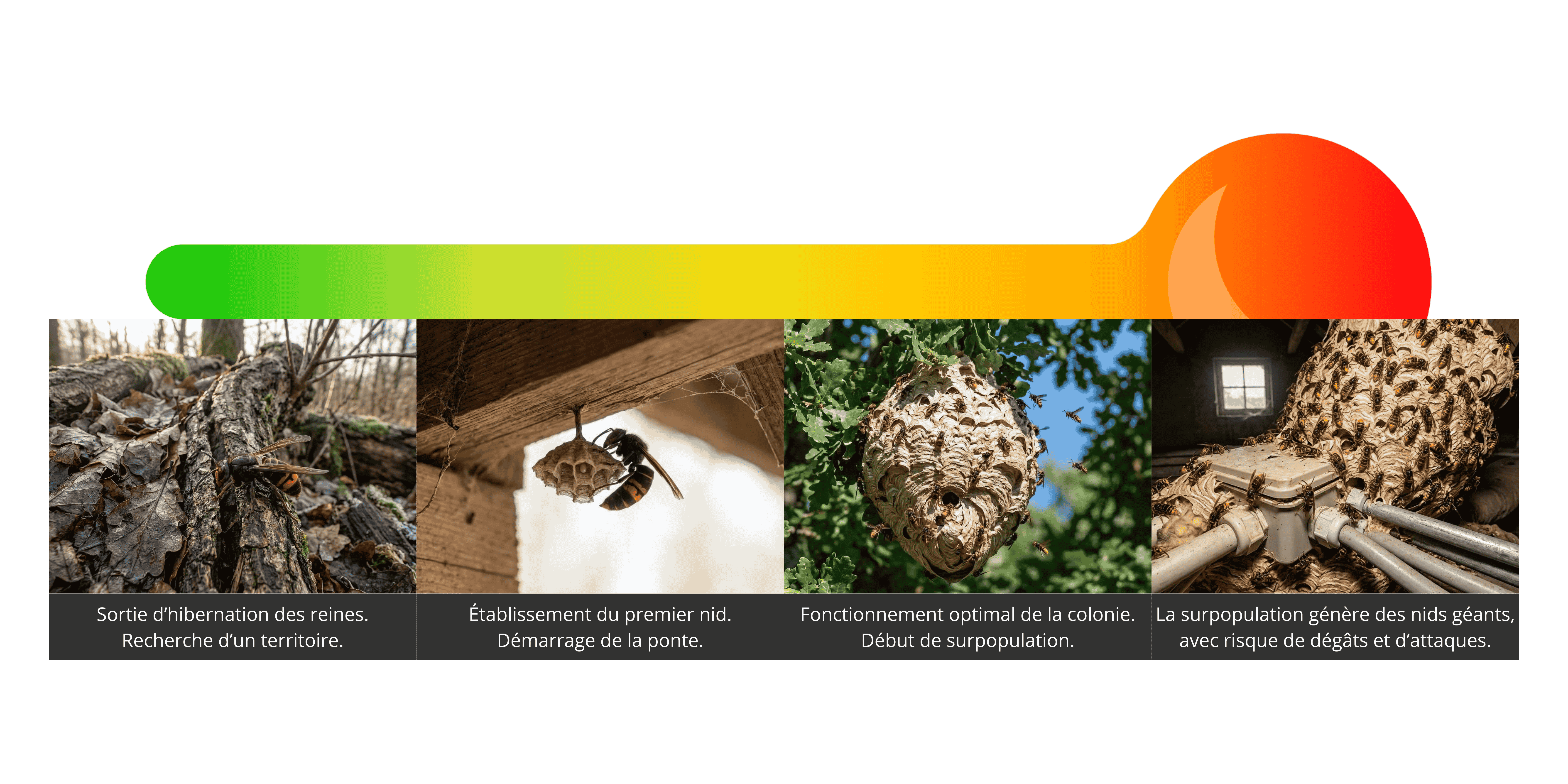 Schéma du cycle biologique des frelons et guêpes