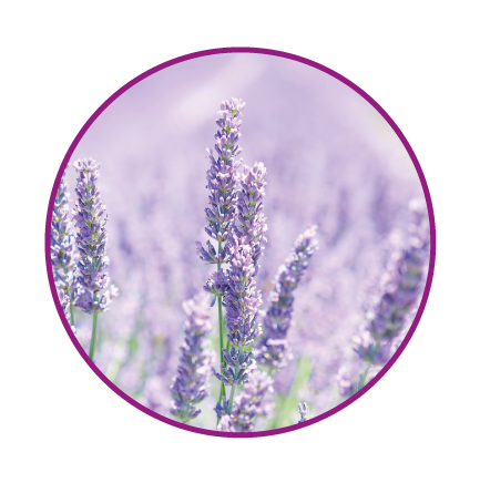 Lavendel