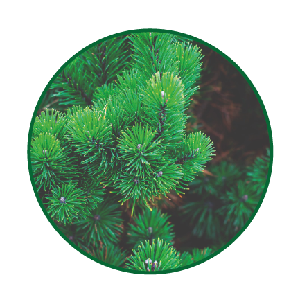 Pine