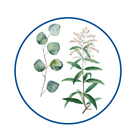 Verveine Eucalyptus